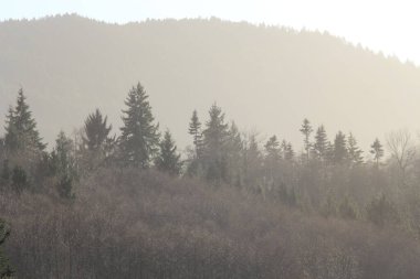 Dağlar ve çam ağaçları akşamları birbirine karışır. Güneş ışığının dağlarla kesişmesi..