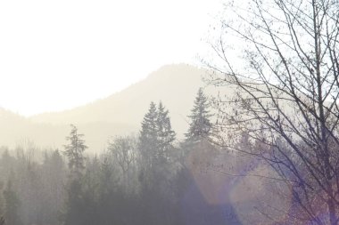 Akşamları dağlar ve çam ağaçları kesişiyor, güneş ışığı ve mercekli dağlar..