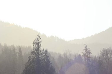 Dağlar ve sabah güneşli çam ağaçları. Dağların üzerinde parlayan güneş ışığı..