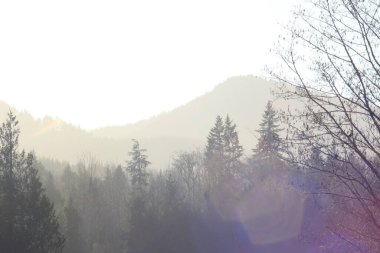 Dağlar ve sabah güneşli çam ağaçları. Dağların üzerinde parlayan güneş ışığı..