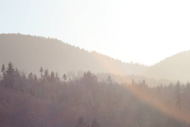 Dağlar ve sabah güneşli çam ağaçları. Dağların üzerinde parlayan güneş ışığı..