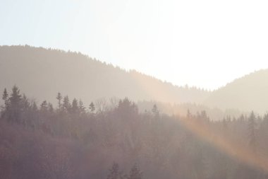 Dağlar ve sabah güneşli çam ağaçları. Dağların üzerinde parlayan güneş ışığı..