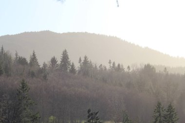 Dağlar ve çam ağaçları akşamları birbirine karışır. Güneş ışığının dağlarla kesişmesi..