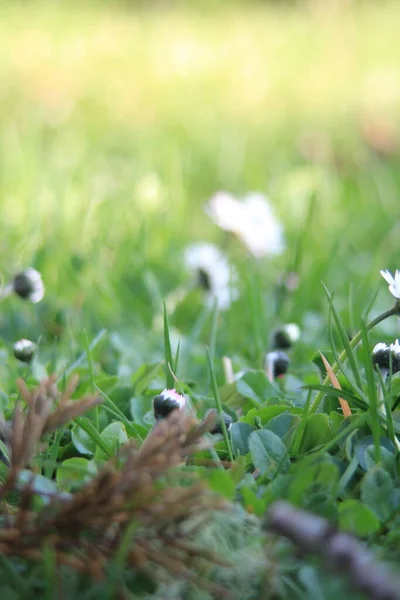草丛林中的小雏菊 — 图库照片