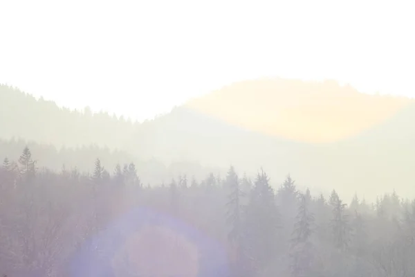 Гори Сосни Ранковим Сонячним Світлом Сонячне Світло Сяє Горах Складних — стокове фото