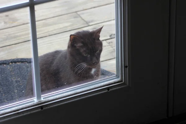 Den Svarta Katten Väntade Vid Dörren För Att Komma Huset — Stockfoto