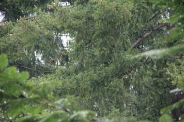 Çam ormanında yağmurlu bir gün