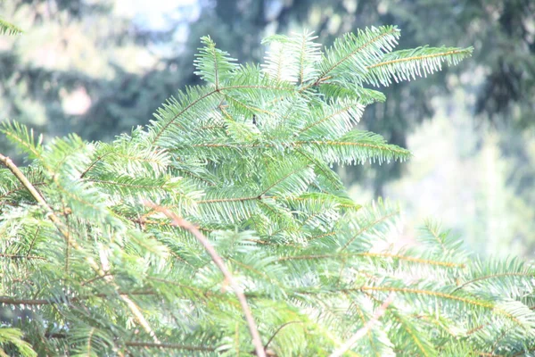 Día Lluvioso Bosque Pinos —  Fotos de Stock