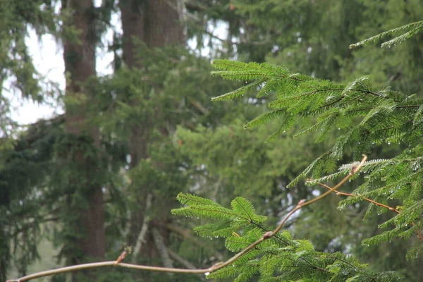 Regentag Kiefernwald — Stockfoto