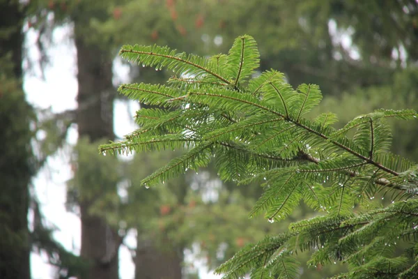 Дощовий День Сосновому Лісі — стокове фото