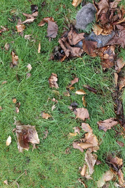 Lawn Scattered Wet Leaves — Stock Photo, Image