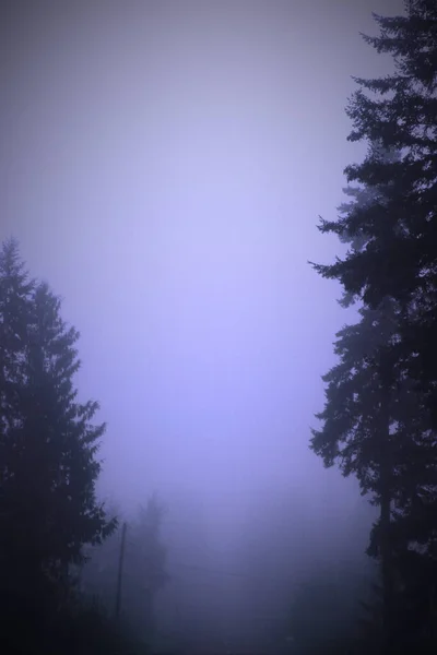 Большая Сосна Туманное Утро Изображенная Голубых Тонах — стоковое фото