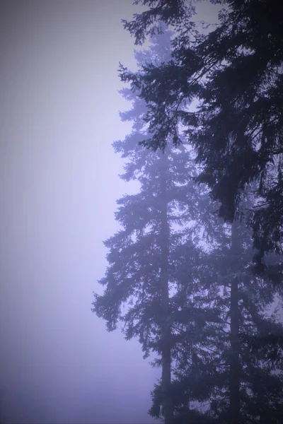 Large Pine Tree Foggy Morning Depicted Light Blue Tones — Stock Photo, Image