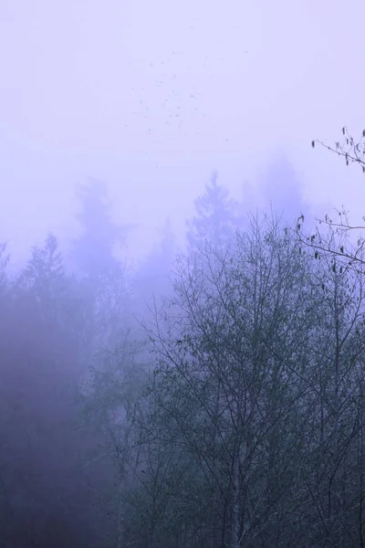 Uma Floresta Pinheiros Com Nevoeiro Matinal Retratada Tons Azuis — Fotografia de Stock