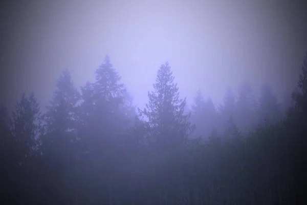 Сосновий Ліс Ранковим Туманом Зображений Блакитних Тонах — стокове фото