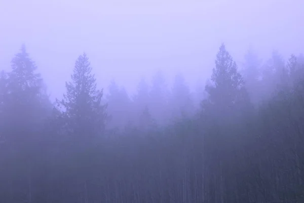 Сосновий Ліс Ранковим Туманом Зображений Блакитних Тонах — стокове фото