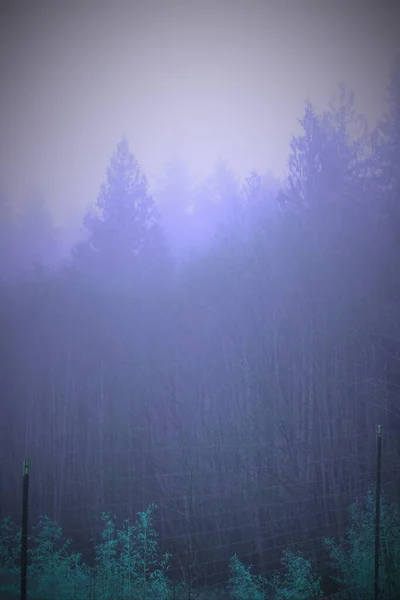 Ein Kiefernwald Mit Morgennebel Abgebildet Blautönen — Stockfoto