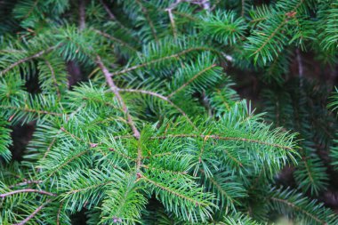 Tayga ormanındaki çam yaprakları, çam yapraklarının yakın plan fotoğrafı..