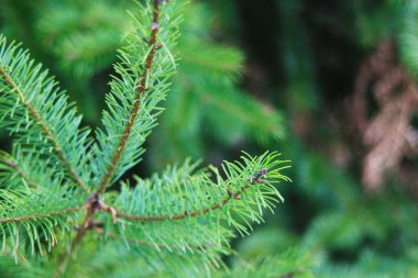 Tayga ormanındaki çam yaprakları, çam yapraklarının yakın plan fotoğrafı..