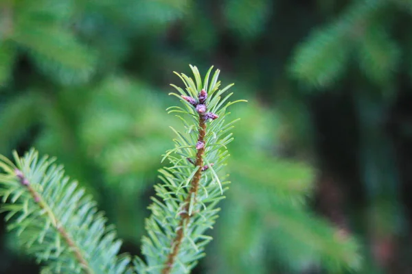 Blad Tall Taiga Skogen Närbild Tallblad — Stockfoto