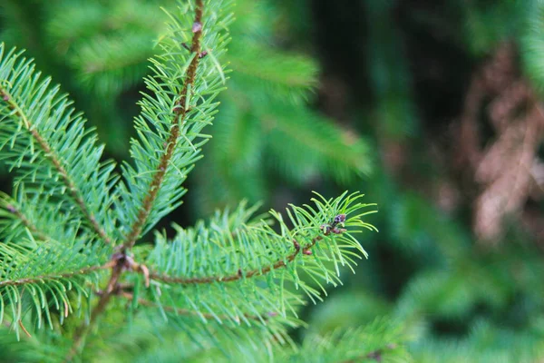 Blad Tall Taiga Skogen Närbild Tallblad — Stockfoto