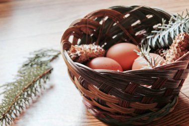 Paskalya yumurtaları sepetin içinde, çam dalları ve kozalaklar ahşap zemine yerleştirilmiş, modern ton..