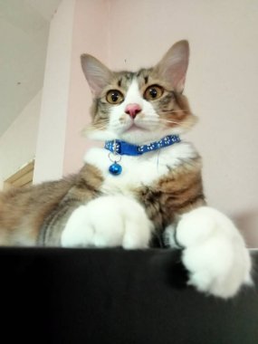 Bir kedi, açık kahverengi bir arka plan karşısında rahat bir şekilde oturur..