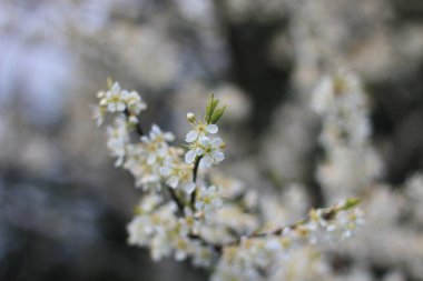 Nisan ayında beyaz erik çiçeği, Bokeh ile arka plan bulanıklaşır