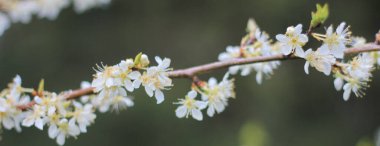 Nisan ayında beyaz erik çiçeği, Bokeh ile arka plan bulanıklaşır