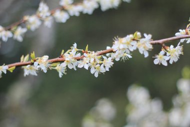 Nisan ayında beyaz erik çiçeği, Bokeh ile arka plan bulanıklaşır