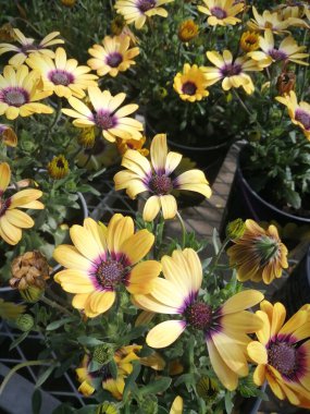 Fabrikada bir sürü sarı çiçek var..