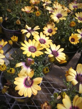 Fabrikada bir sürü sarı çiçek var..