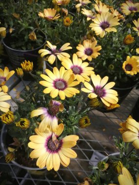 Fabrikada bir sürü sarı çiçek var..