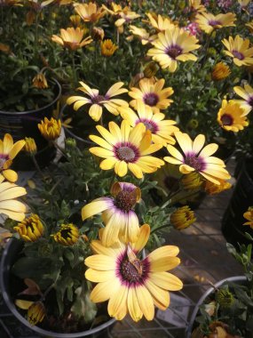 Fabrikada bir sürü sarı çiçek var..