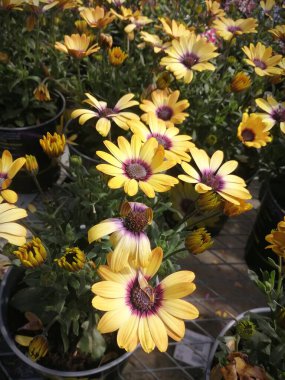 Fabrikada bir sürü sarı çiçek var..