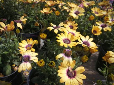 Fabrikada bir sürü sarı çiçek var..