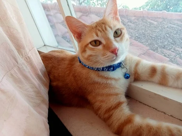 Eine Orangefarbene Katze Sitzt Fenster Und Sieht Freundlich Aus — Stockfoto