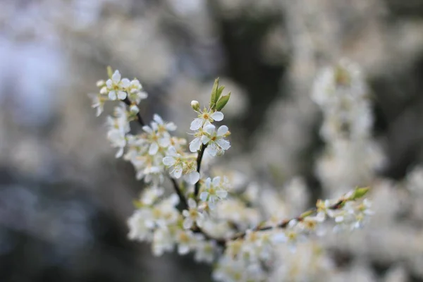 Flor Ciruela Blanca Primavera Abril Fondo Borroso Con Bokeh —  Fotos de Stock