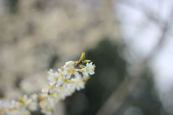 Nisan Ayında Beyaz Erik Çiçeği Bokeh Ile Arka Plan Bulanıklaşır — Stok fotoğraf
