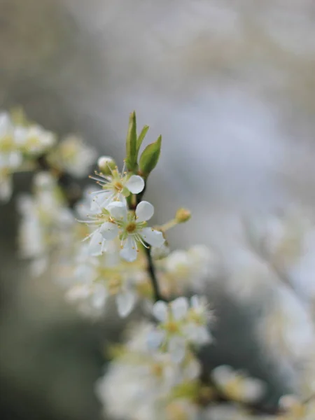 Flor Ameixa Branca Primavera Abril Borrão Fundo Com Bokeh — Fotografia de Stock