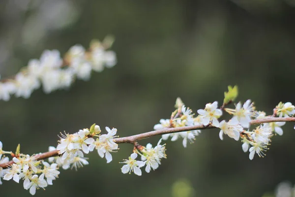 Flor Ciruela Blanca Primavera Abril Fondo Borroso Con Bokeh —  Fotos de Stock