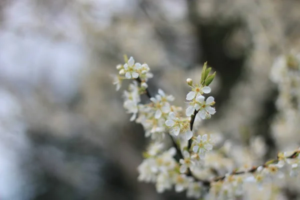 Flor Ciruela Blanca Primavera Abril Fondo Borroso Con Bokeh —  Fotos de Stock