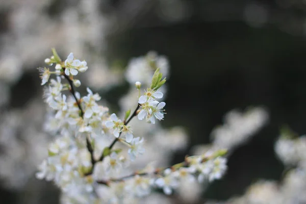 Flor Ciruela Blanca Primavera Abril Fondo Borroso Con Bokeh —  Fotos de Stock