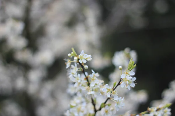 Fiore Prugna Bianca Primavera Aprile Sfocatura Sfondo Con Bokeh — Foto Stock