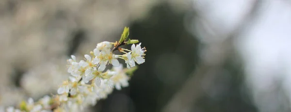 Flor Ameixa Branca Primavera Abril Borrão Fundo Com Bokeh — Fotografia de Stock