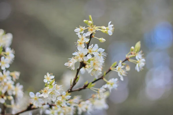 Flor Ciruela Blanca Primavera Abril Fondo Borroso Con Bokeh —  Fotos de Stock