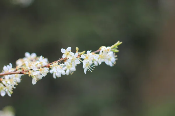 Fiore Prugna Bianca Primavera Aprile Sfocatura Sfondo Con Bokeh — Foto Stock