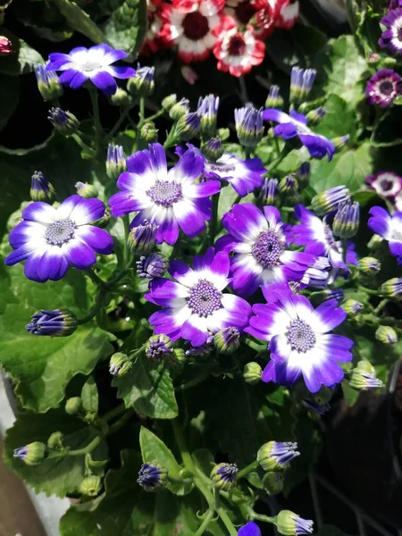 Sok Lila Virág Van Műhelyben — Stock Fotó