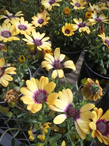 Viele Gelbe Blüten Pflanzenladen — Stockfoto