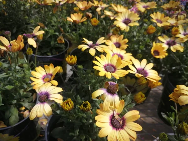 Fabrikada bir sürü sarı çiçek var..